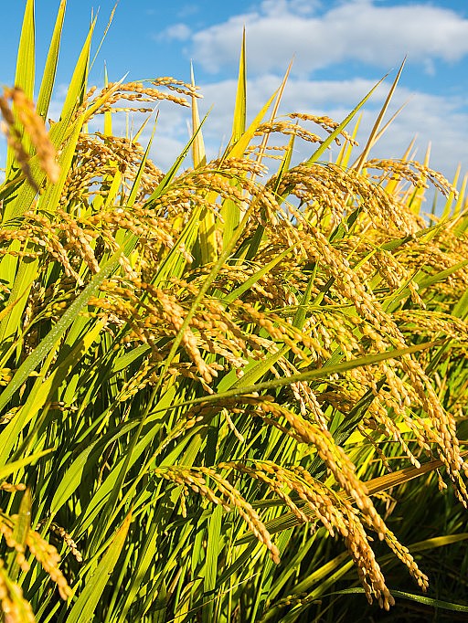 伊春铁力市建设村太空米种植基地