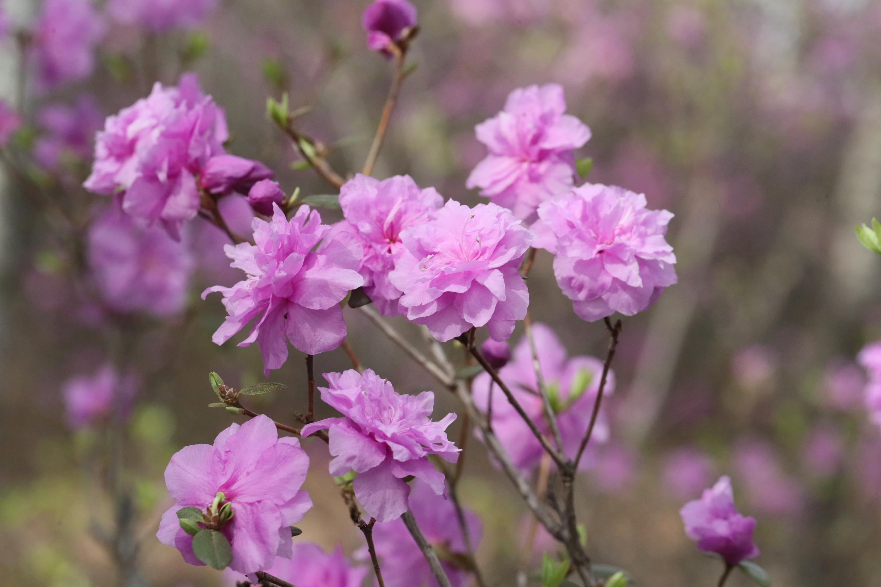 岭山农业 &times; 三分良田 ：产学研协同发力，共启兴安杜鹃产业新征程