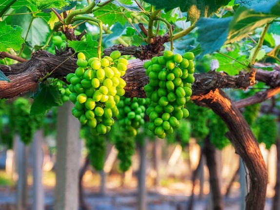 RWA的中国式创新，田地间的数字化变革