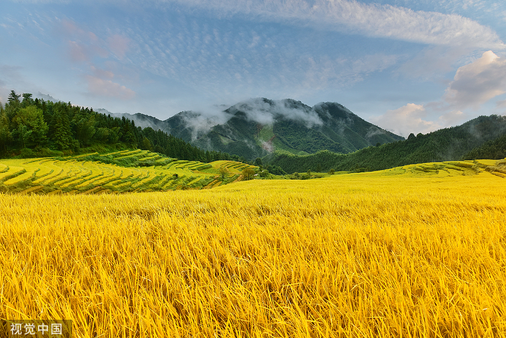 【3分】太空米稻田托管-双丰