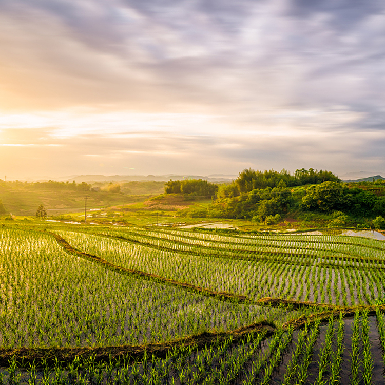 11号太空米水稻