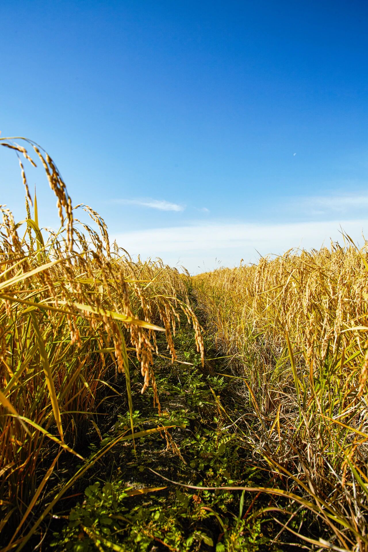 五常黑土有机稻花香一亩田