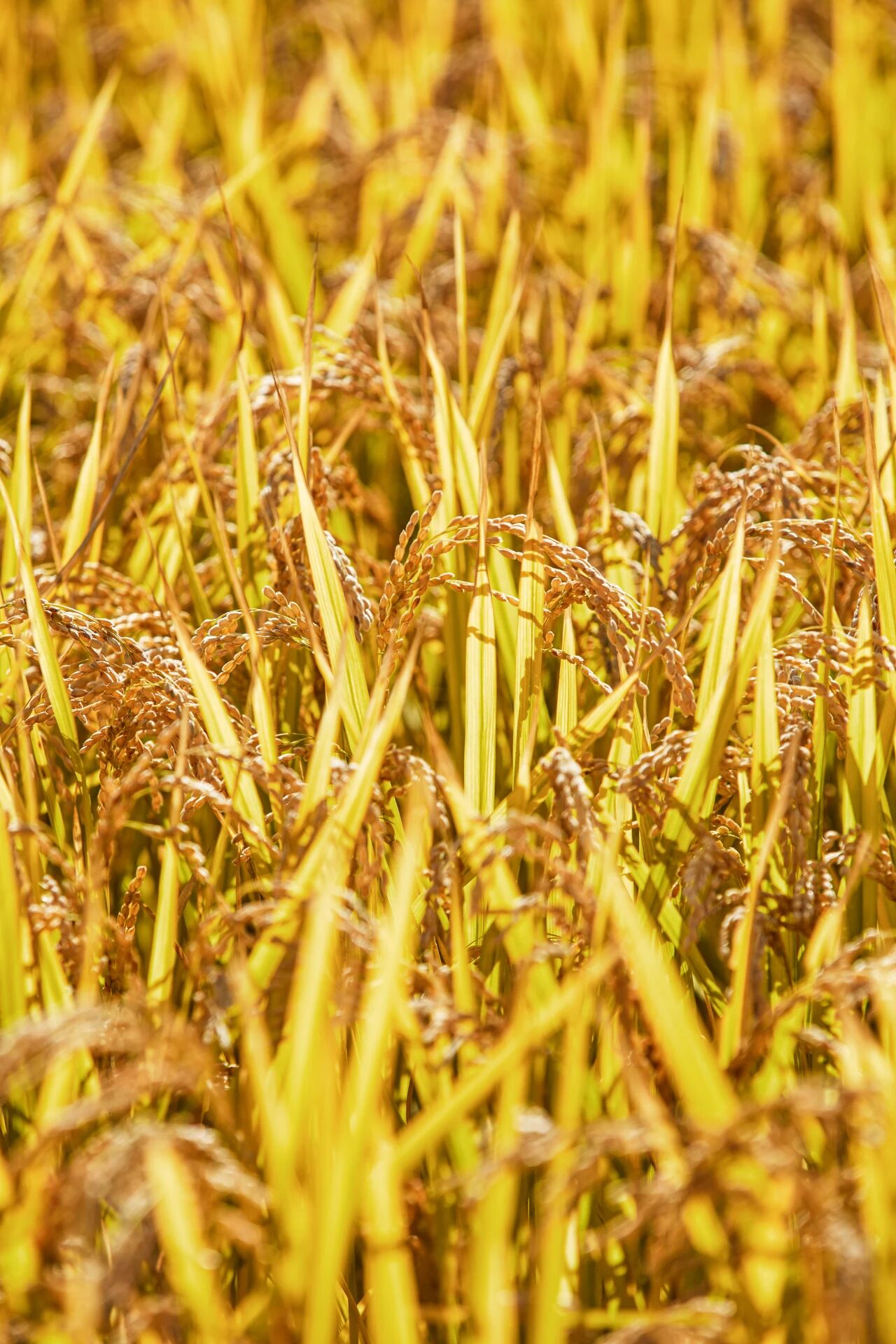 五常黑土有机稻花香三分田